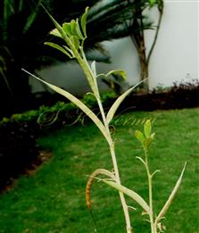  Legumes